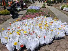 -春花秋色城市公园