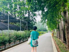 -前小桔亲子创意农场·草莓采摘·露营烧烤