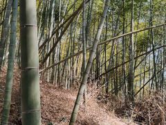-宁波浙东大竹海景区