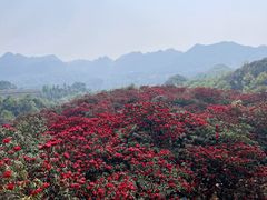 -贵州百里杜鹃风景名胜区
