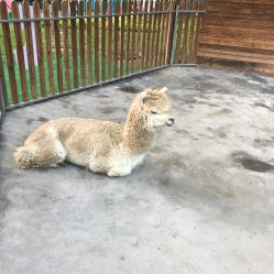 -萌宠亲子动物乐园(槐房万达店)