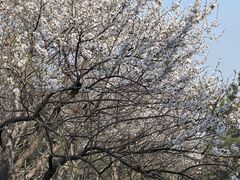 -香山公园