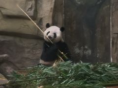 -成都动物园