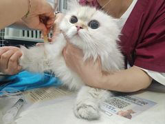 -伟伟宠物医院·CT影像中心·瑞派犬猫综合性门诊(汉口总院)