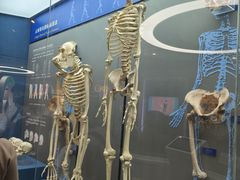 -国家自然博物馆