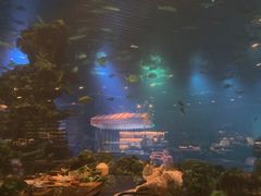 -海棠湾洲际-涛·海底餐厅·美人鱼·自助餐·海底隧道