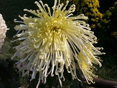 菊花展-三圣花乡旅游区