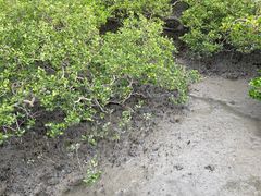 -北海金海湾红树林生态旅游区