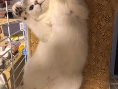 -东方名猫馆·英短金渐层布偶猫舍(环线广场1号楼店)