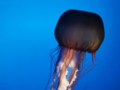 -太平洋海底世界