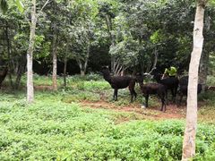 -海南热带野生动植物园