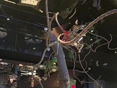 -桂满陇·海市蜃楼·黑金(国金店)