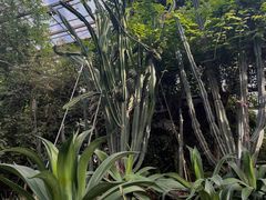 -呀路古热带植物园