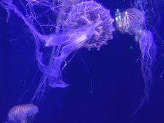 -青岛海底世界-水族馆