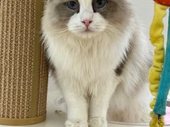 -1013 PET SHOP精品宠物商店(丁香店)