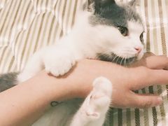 -Bastet sally猫舍购宠(静安店)