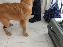 -艾吉宠物医院·疑难杂症转诊中心·猫友好(碧江路院)