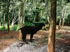 -海南热带野生动植物园