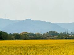 -良渚古城遗址公园