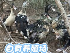 -坛南湾阿强农家乐.海鲜大排档老字号(福州地标美食店)