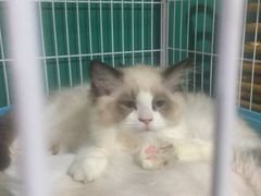 -猫十亿·布偶金渐层·曼基康矮脚猫舍(青年路店)