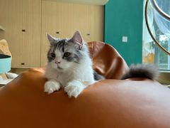 -飞行喵MR PILOT|猫舍·猫咖(静安大融城店)