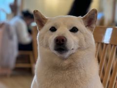 -柴の食堂·日式家庭料理·熊之肆(大学路店)