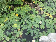 -武清南湖绿博园