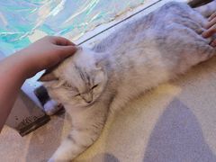 -藏猫猫咖啡主题馆(中央大道店)