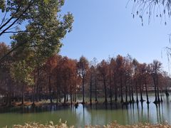 -贡湖湾湿地公园