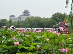-莲花池公园