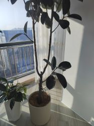 -HEYAN荷妍专业脱毛连锁机构
