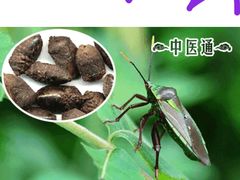-吉丁鸟咖·异宠·寄养