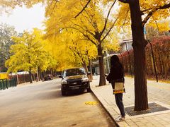 -三里屯东五街银杏大道