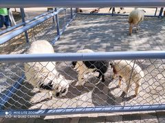 -长白岛森林公园