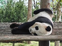 -西霞口神雕山野生动物世界