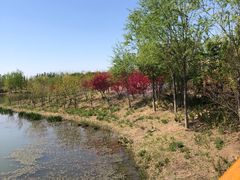 -东郊湿地公园