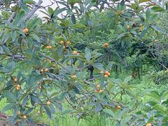 -塘栖枇杷特色园区