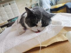 -安安宠医·安宠宠物医院