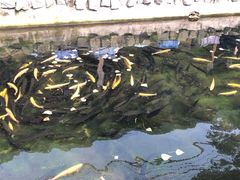 -京北渔家傲