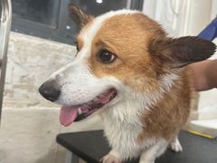 -暖阳宠物医院·犬猫康复中心·骨科