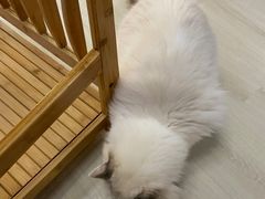 -豆逗聊愈猫阁Easy Life