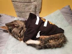 -美联众合动物医院(·中兽医·疑难杂症·严家桥分院)