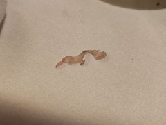 状元楼大汤圆-宁波状元楼酒店(和义路店)