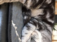 -平行世界·猫咖(首经贸店)