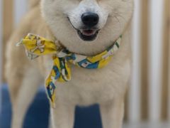 -柴迷FANS CLUB·柴犬狗咖·猫咖