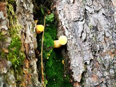 -五营红松林海景区