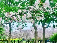 -顾村公园
