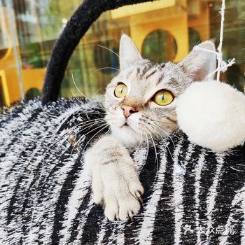 这就是孩子和猫咪一起成长的温馨之处吧