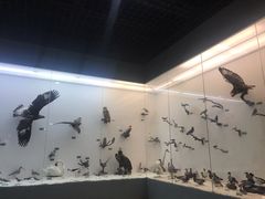 -盐城丹顶鹤湿地生态旅游区